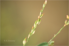 Alysicarpus heyneanus